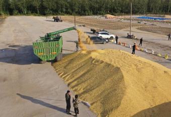 國產(chǎn)大豆變&ldquo;金豆&rdquo;　謹防后市&ldquo;轉冷&rdquo;