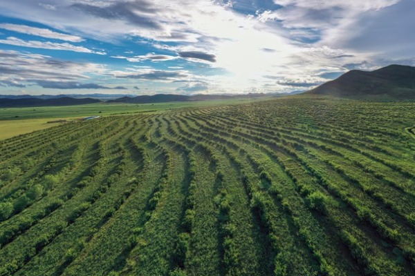 從&ldquo;沙進人退&rdquo;到&ldquo;沙里掘金&rdquo;&mdash;&mdash;我國沙漠治理帶動產(chǎn)業(yè)發(fā)展觀察